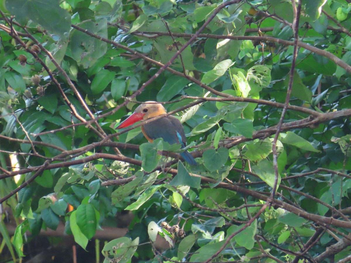Stork-billed Kingfisher - ML641422932