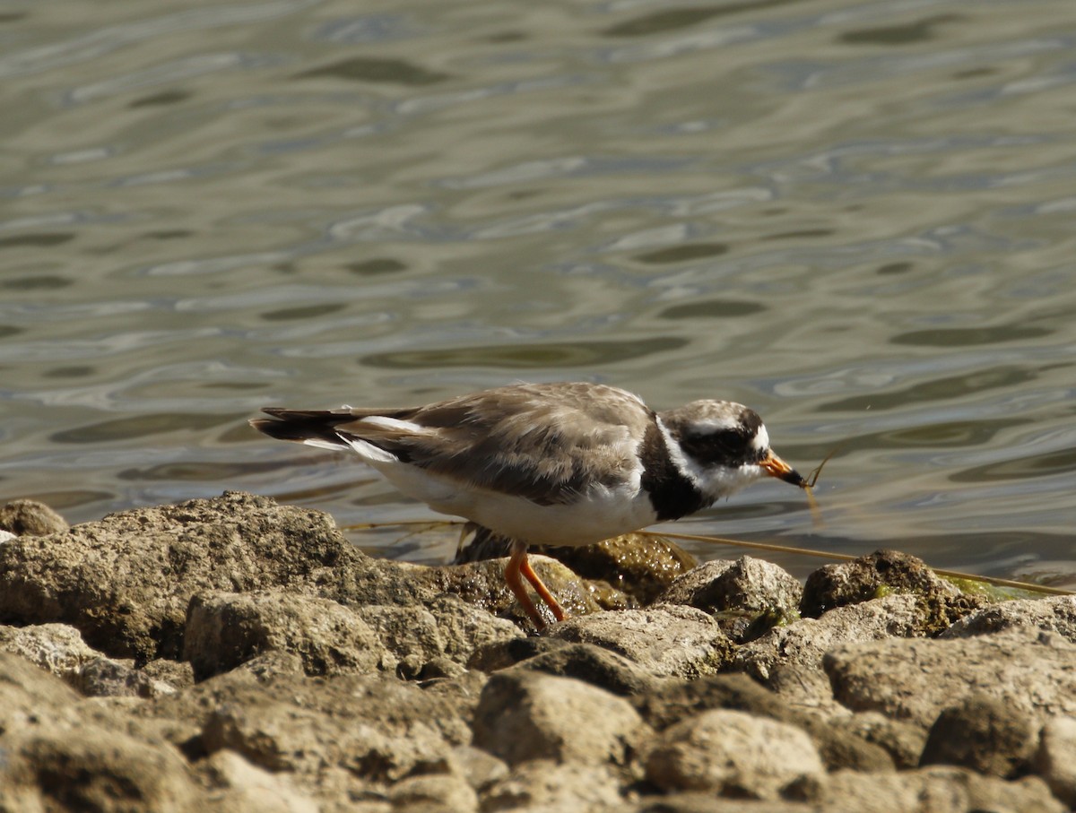Common Ringed Plover - ML641422936