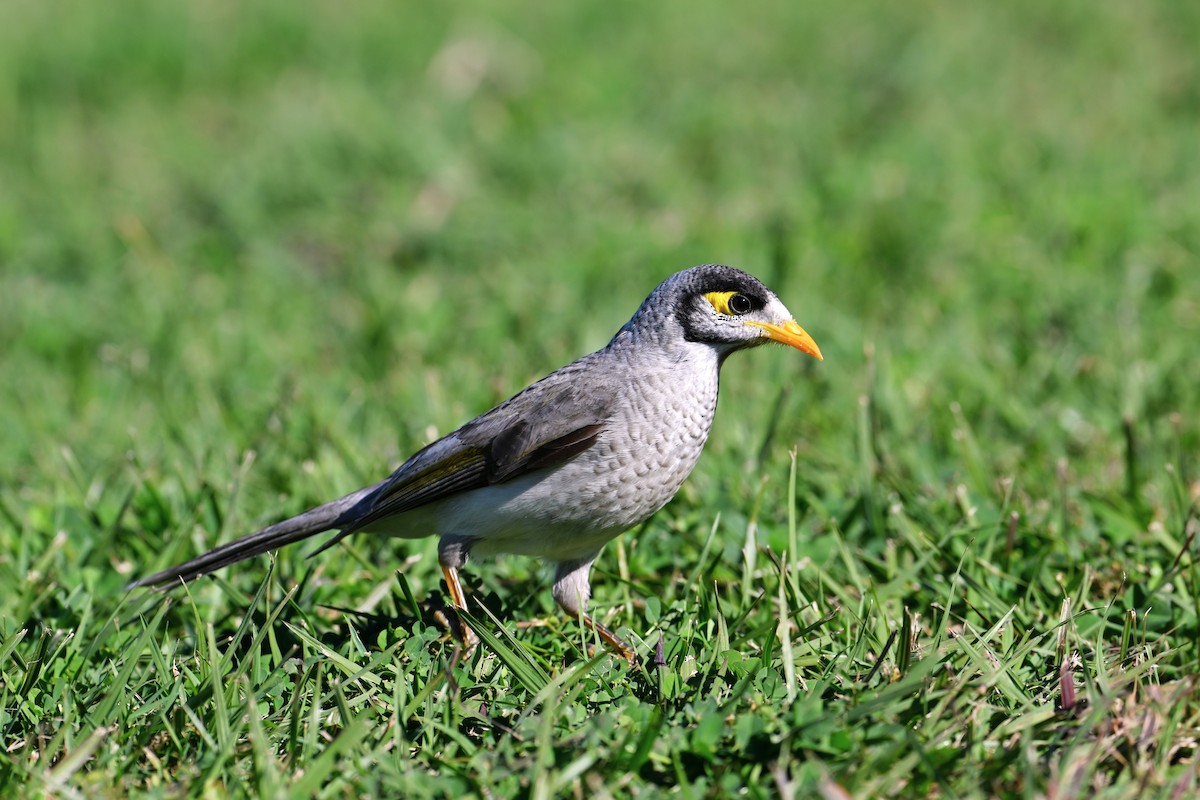 Noisy Miner - ML641422963