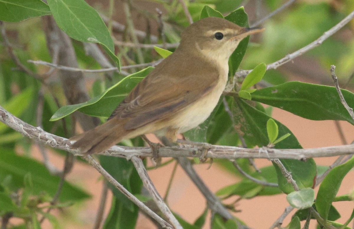Booted Warbler - ML641422971