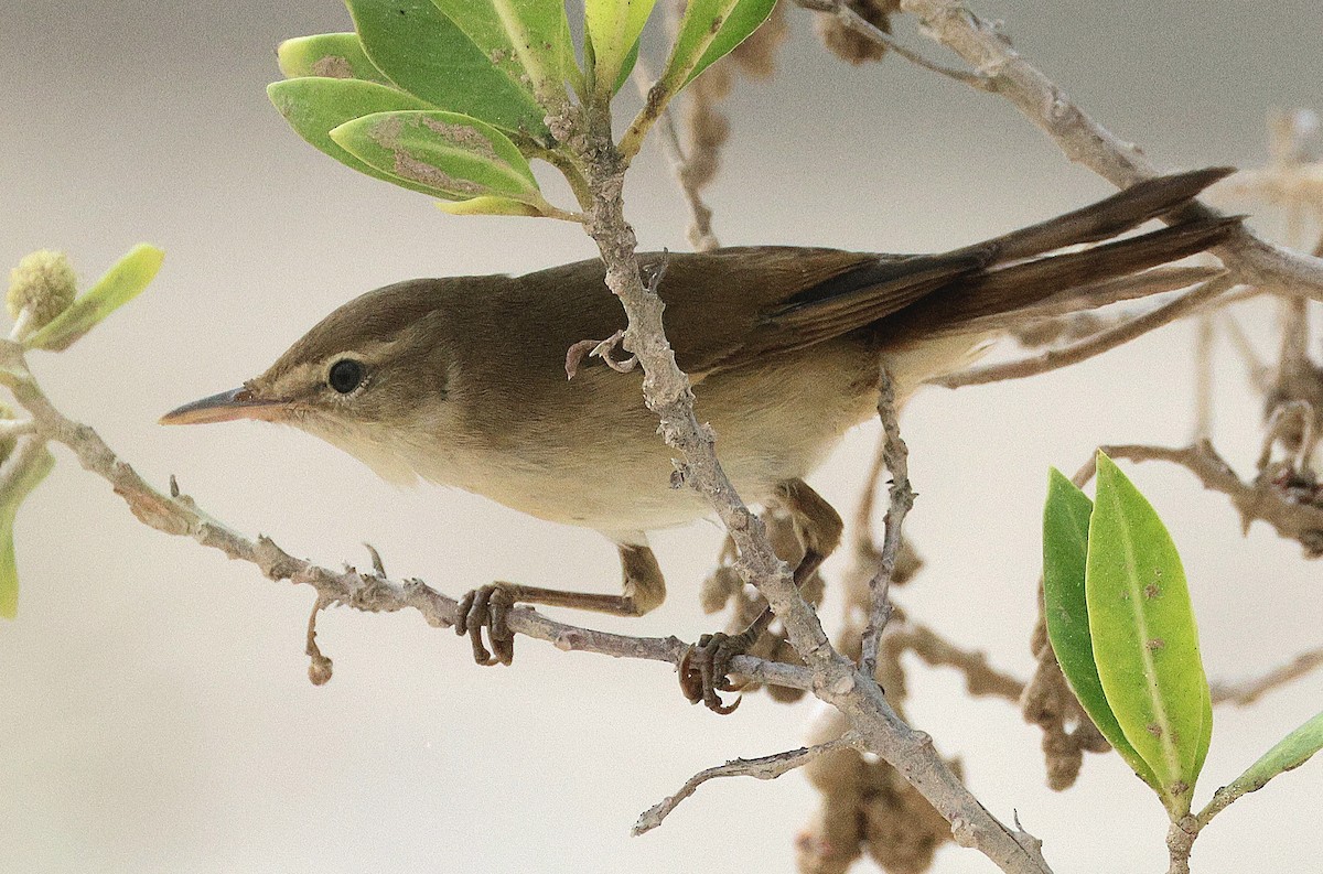 Booted Warbler - ML641422972