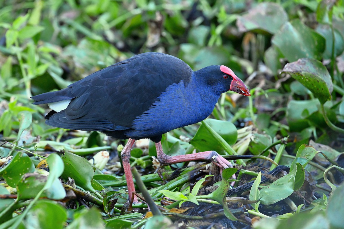 Australasian Swamphen - ML641422982