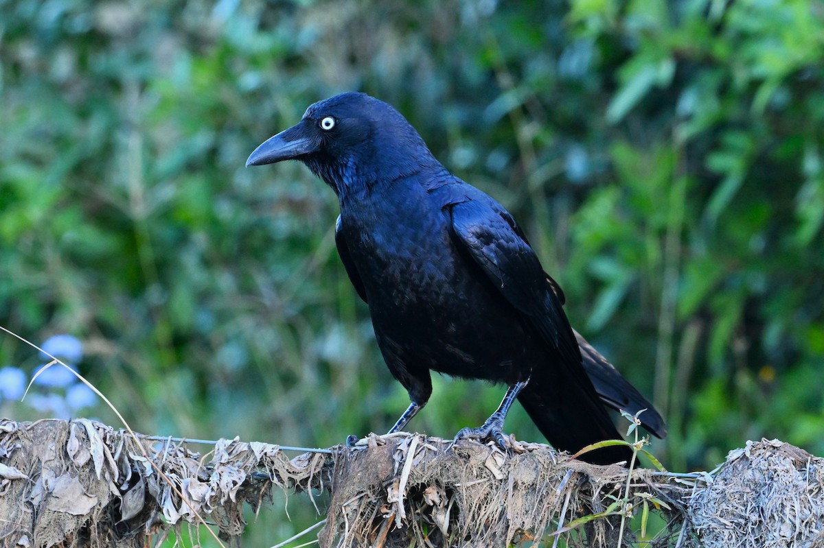 Torresian Crow - ML641422985