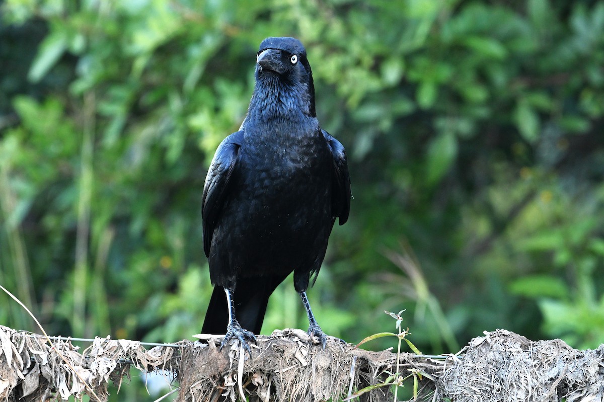 Torresian Crow - ML641422986