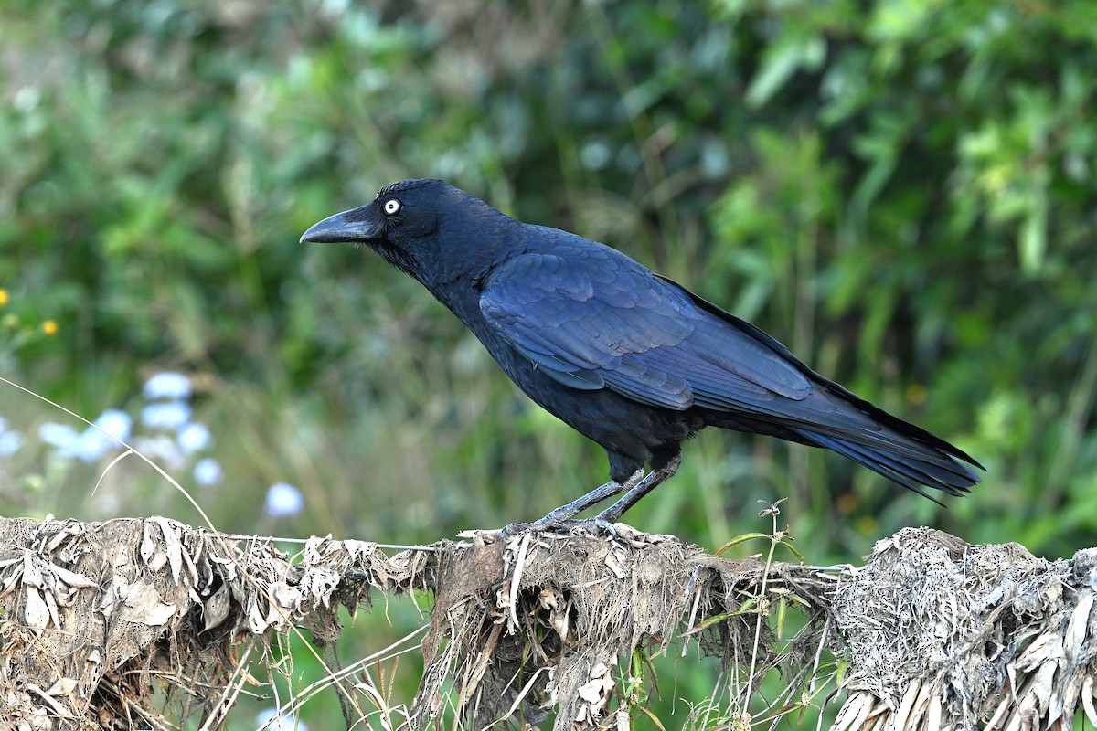Torresian Crow - ML641422987