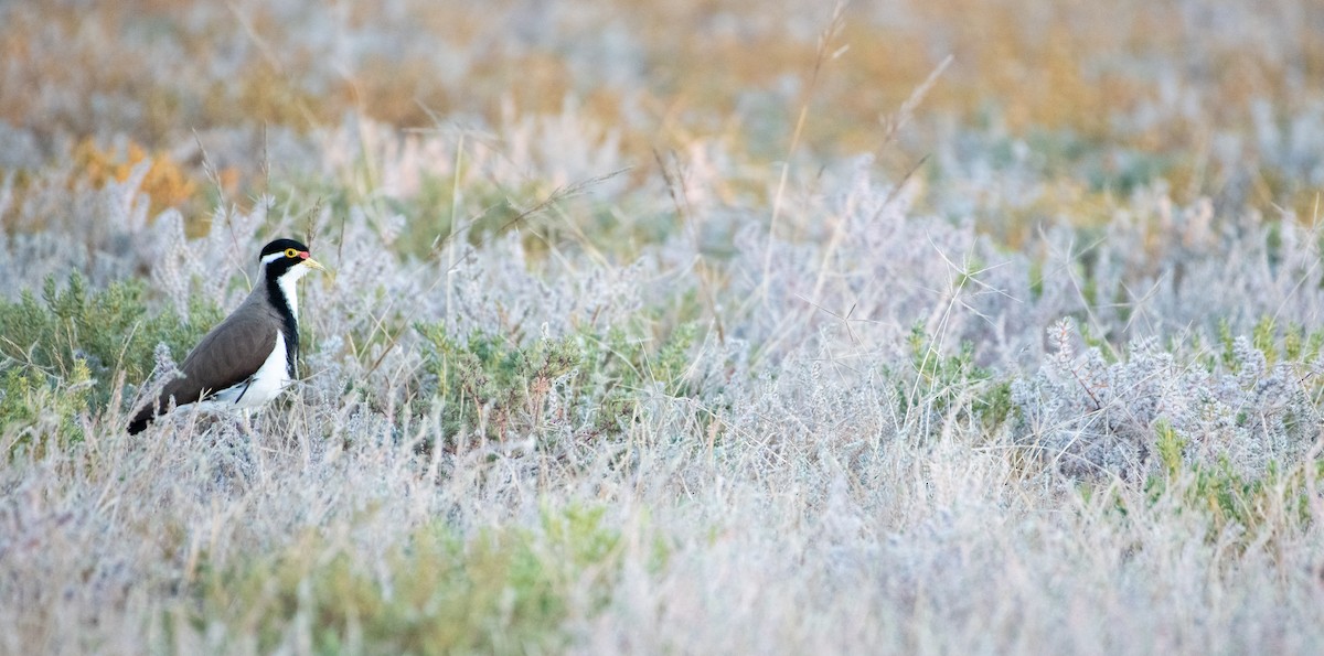 Banded Lapwing - ML641422988