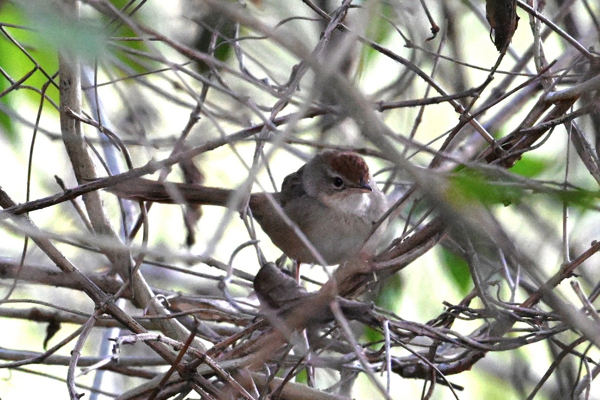 Tawny Grassbird - ML641423013