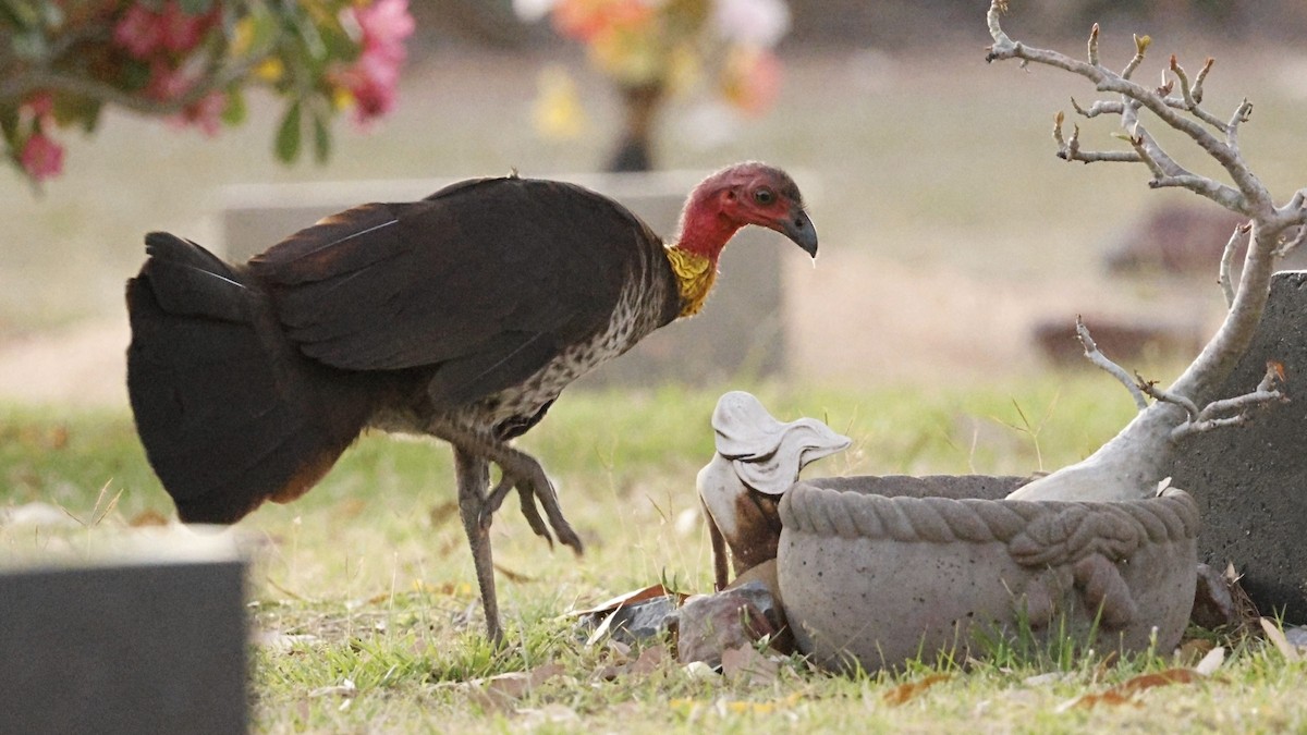 Australian Brushturkey - ML641423028