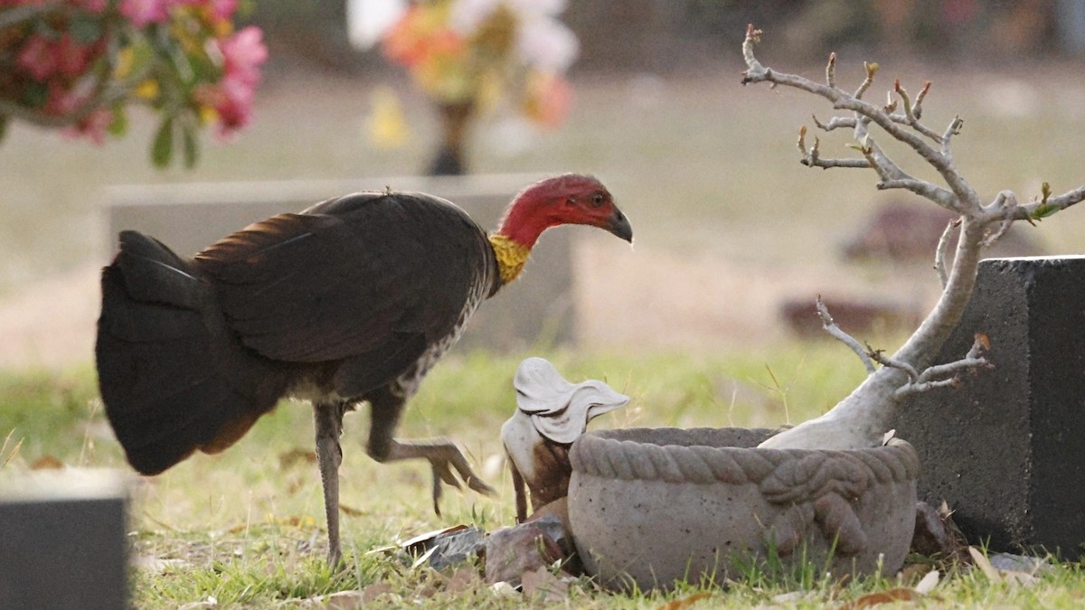 Australian Brushturkey - ML641423029