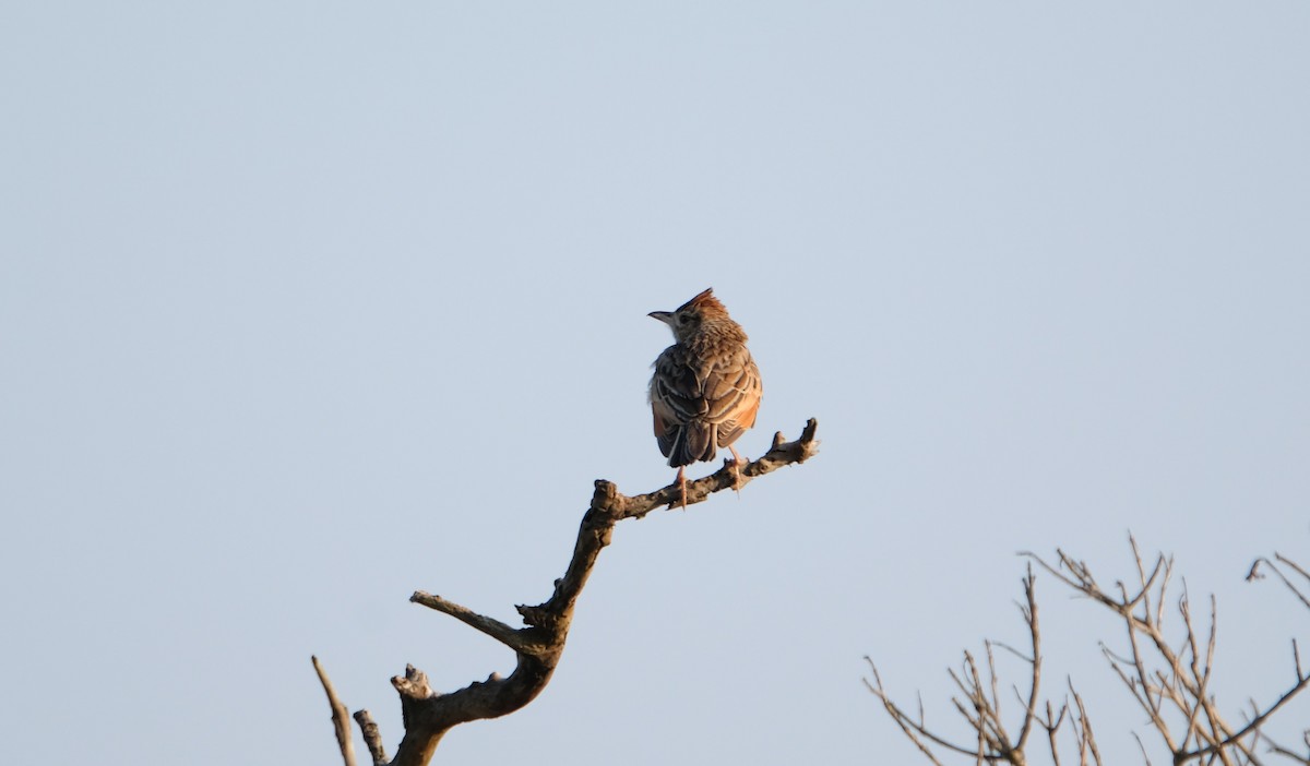 Rufous-naped Lark - ML641423033