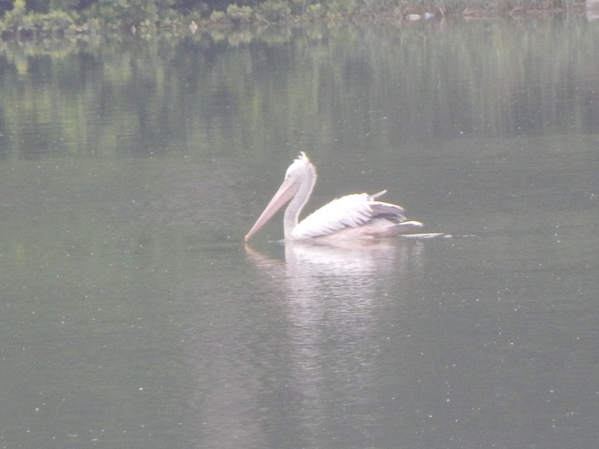Spot-billed Pelican - ML641423047