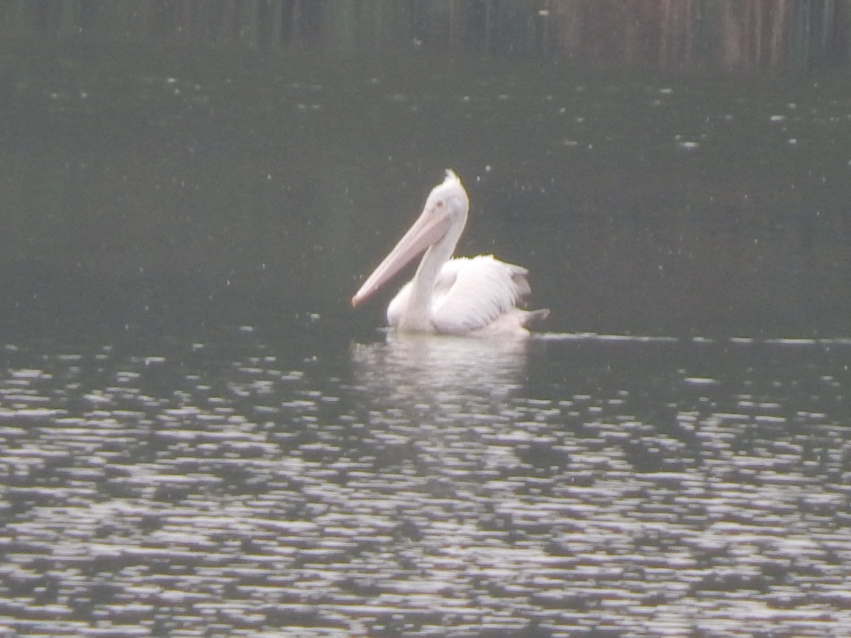 Spot-billed Pelican - ML641423050