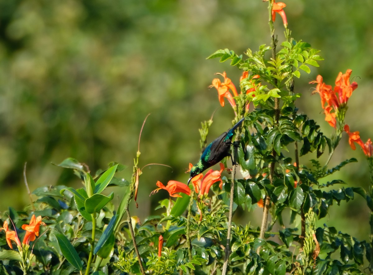Purple-banded Sunbird - ML641423064