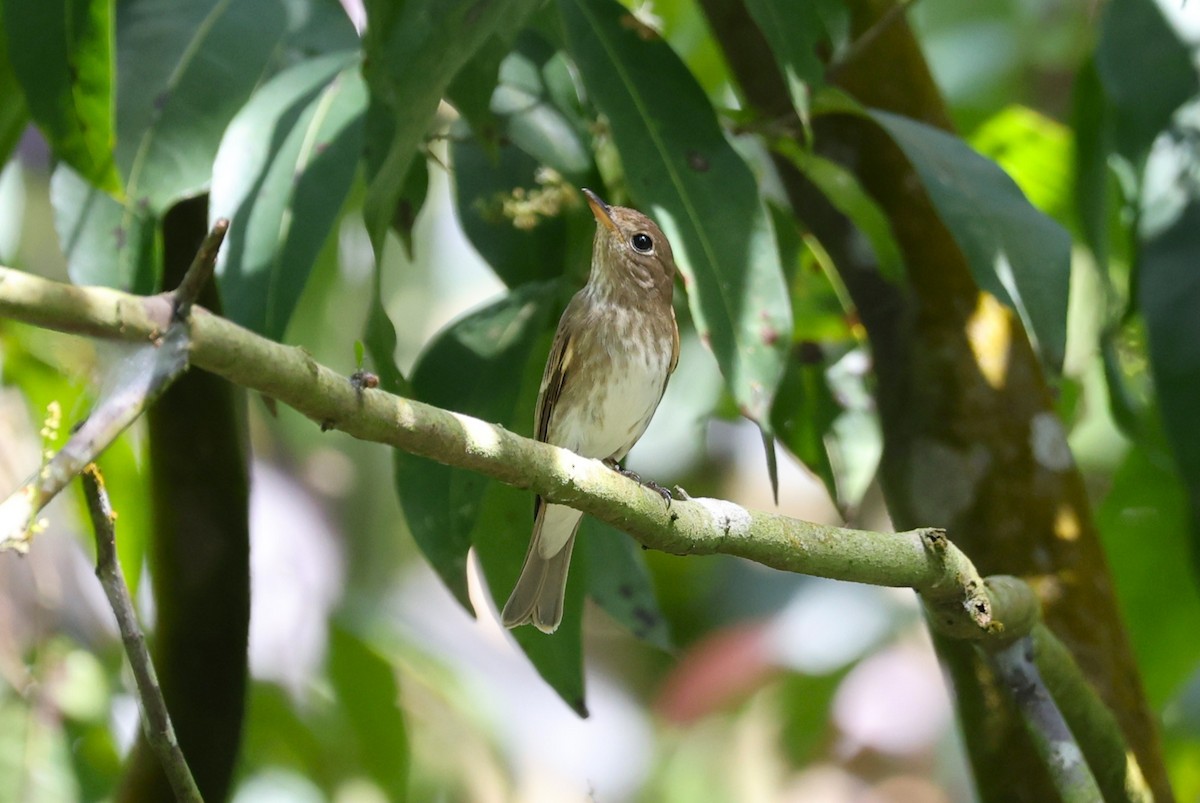 Brown-streaked Flycatcher - ML641423077