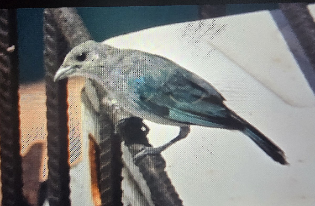 Glaucous Tanager - ML641423090