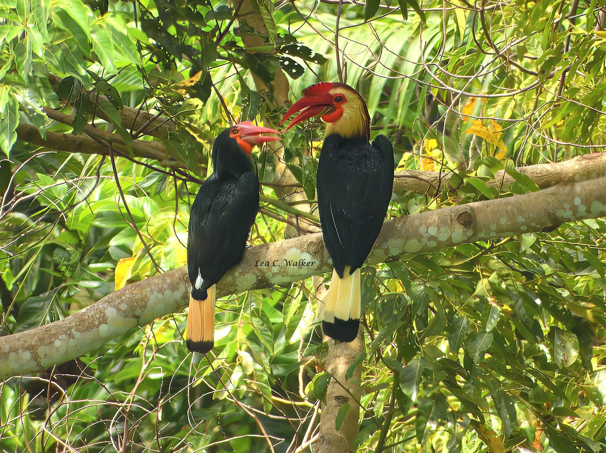 Writhed Hornbill - ML641423117