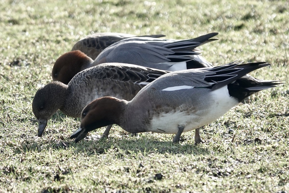 Eurasian Wigeon - ML641423139