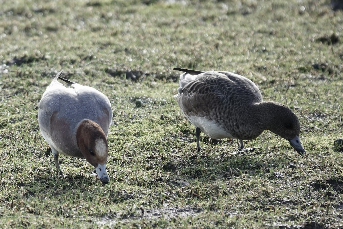 Eurasian Wigeon - ML641423140