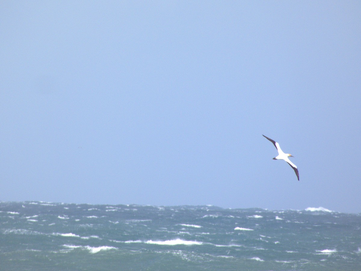 Australasian Gannet - ML641423147