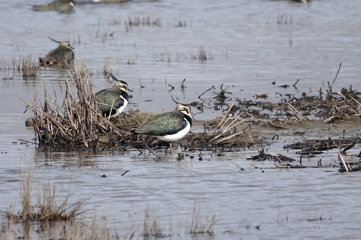 Northern Lapwing - ML641423153