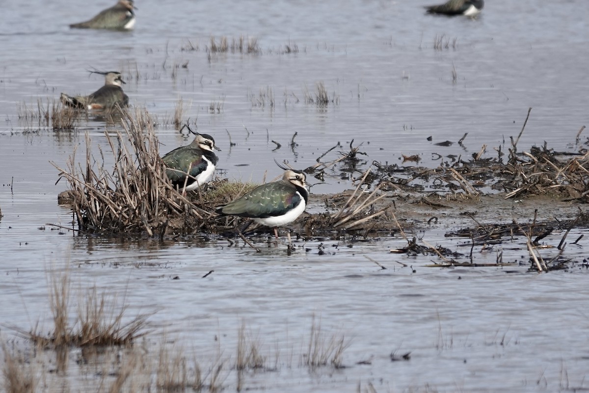 Northern Lapwing - ML641423154