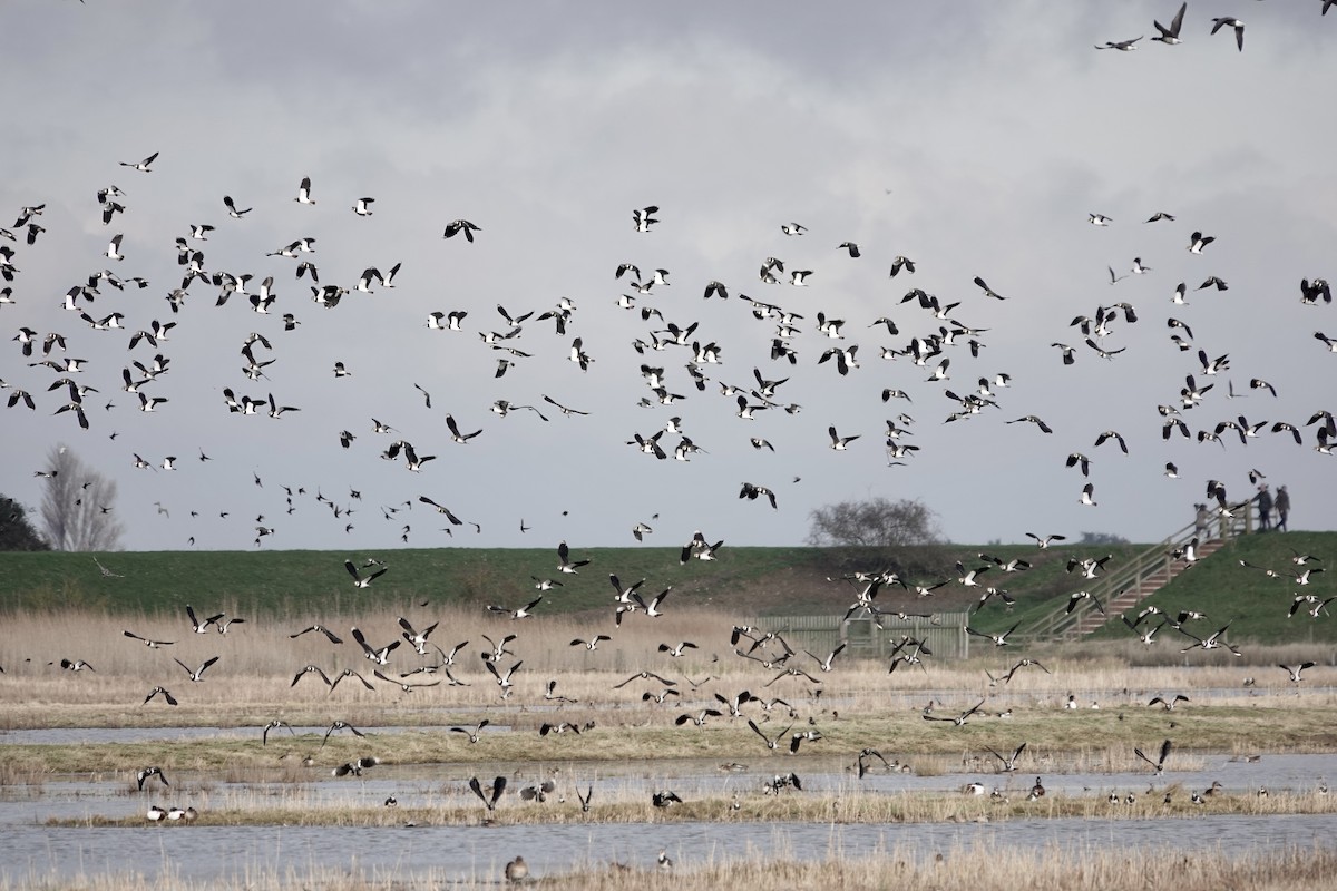Northern Lapwing - ML641423155