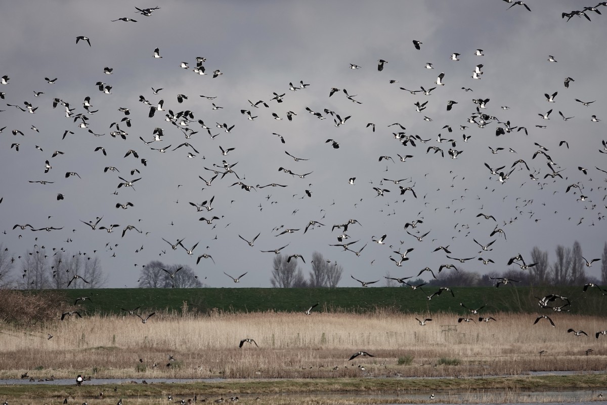 Northern Lapwing - ML641423157