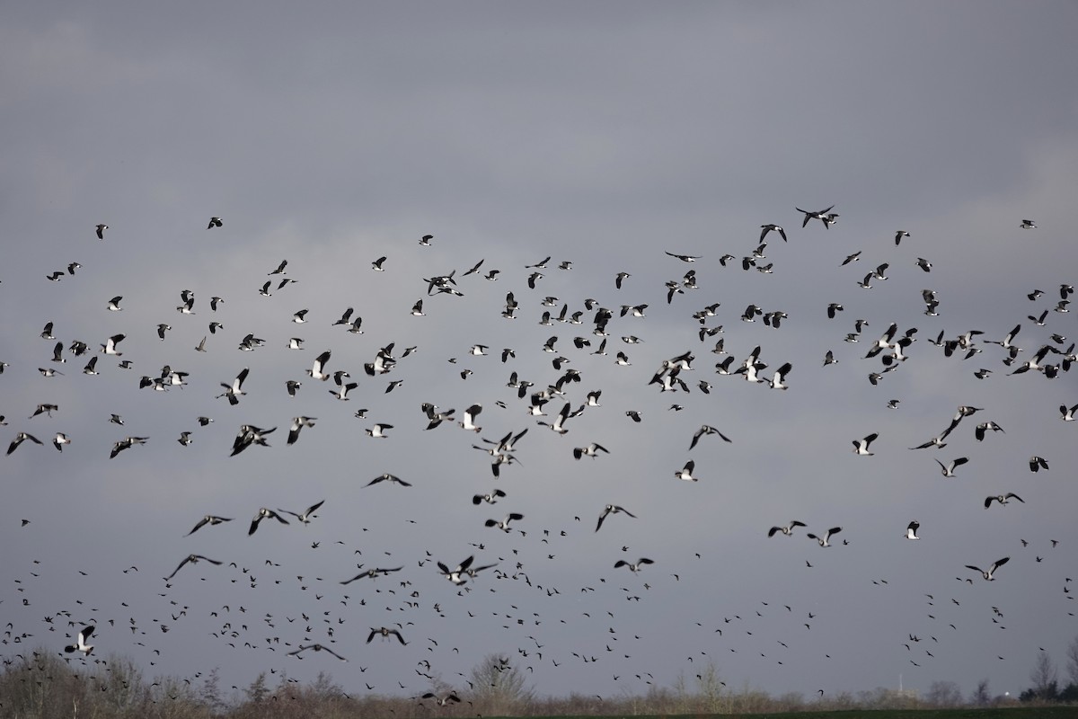 Northern Lapwing - ML641423158