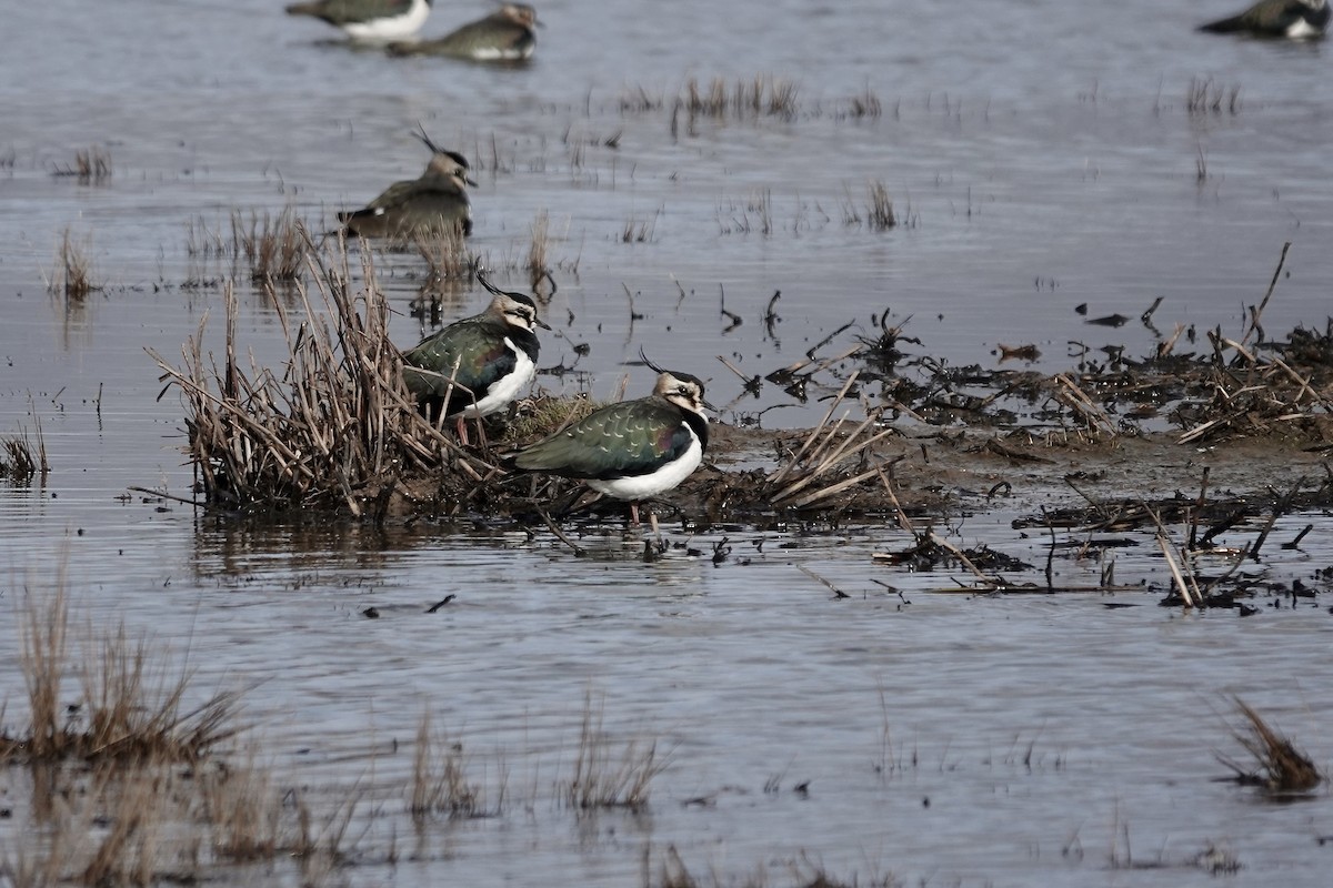 Northern Lapwing - ML641423159