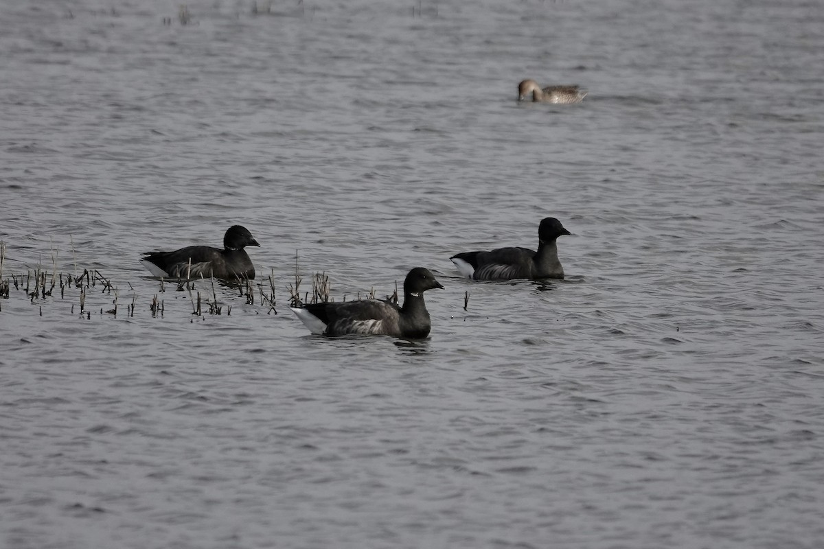 Brant (Dark-bellied) - ML641423160