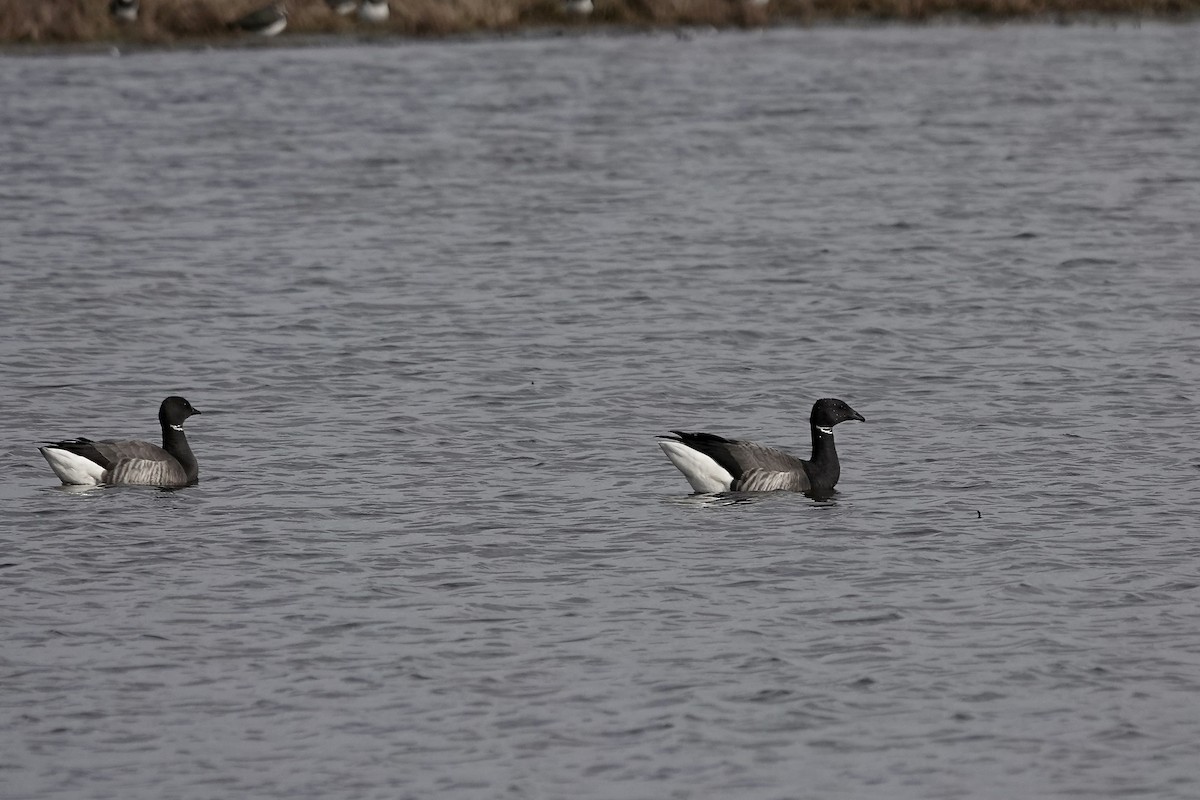 Brant (Dark-bellied) - ML641423161