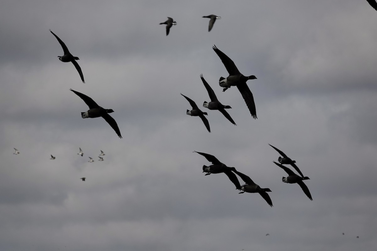 Brant (Dark-bellied) - ML641423163