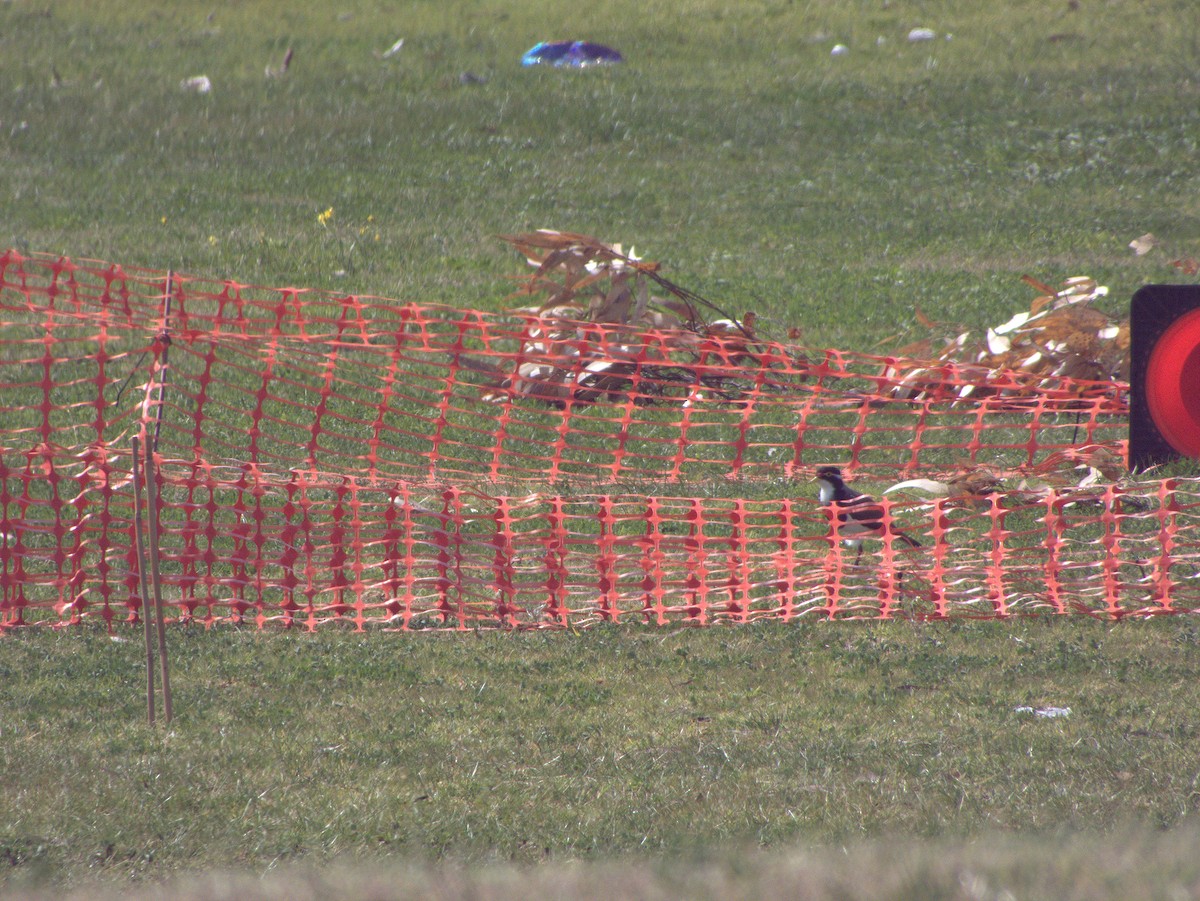 Banded Lapwing - ML641423195