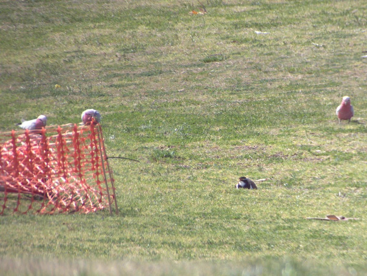 Banded Lapwing - ML641423196