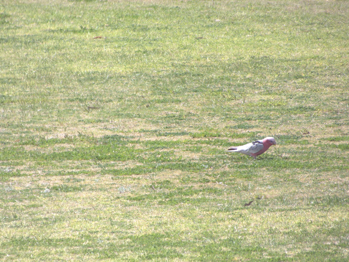 Galah - ML641423199