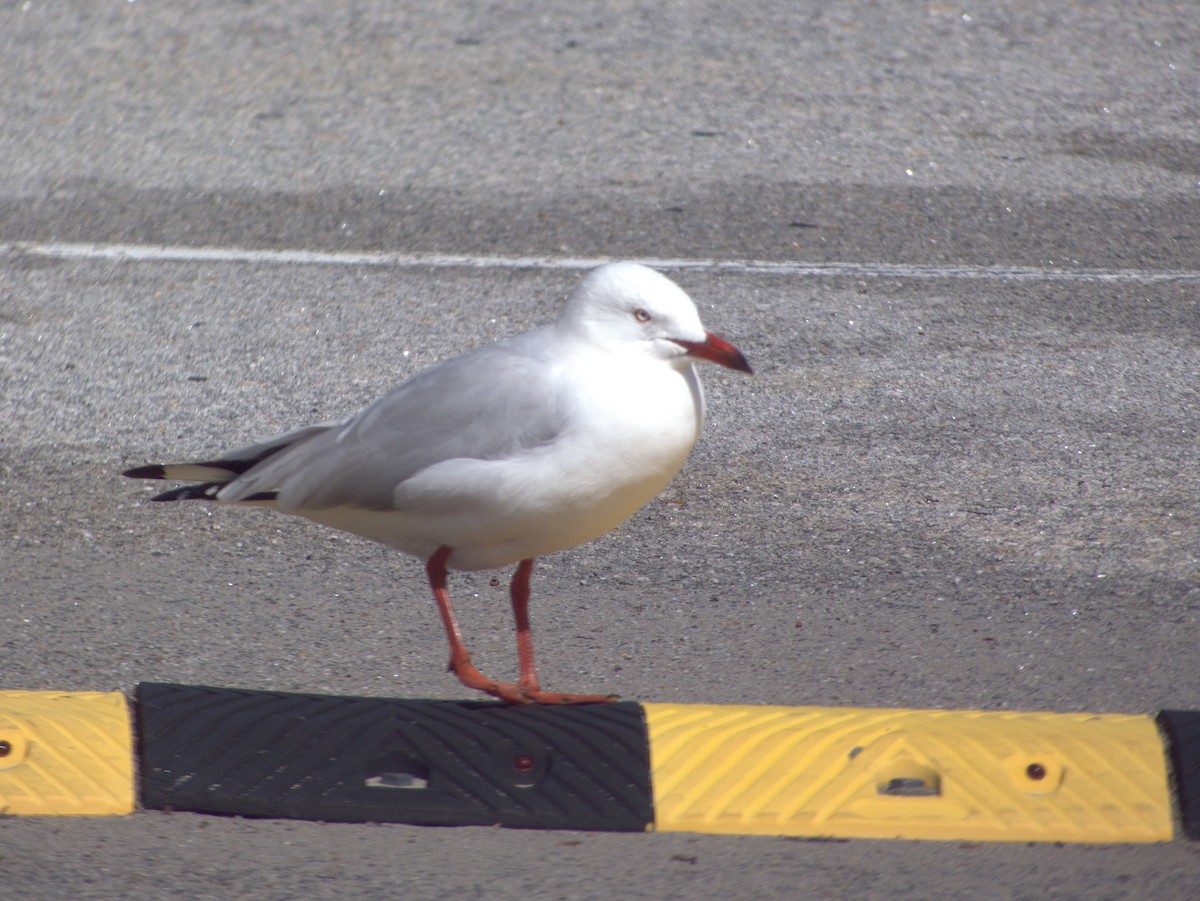 Silver Gull (Silver) - ML641423239