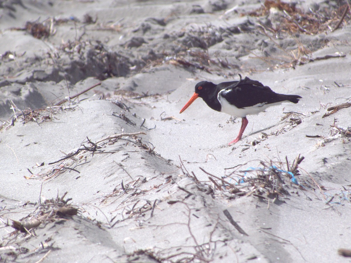 Pied Oystercatcher - ML641423240