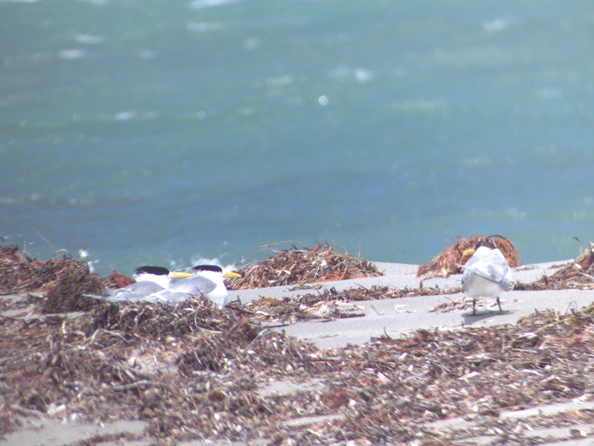 Great Crested Tern - ML641423241