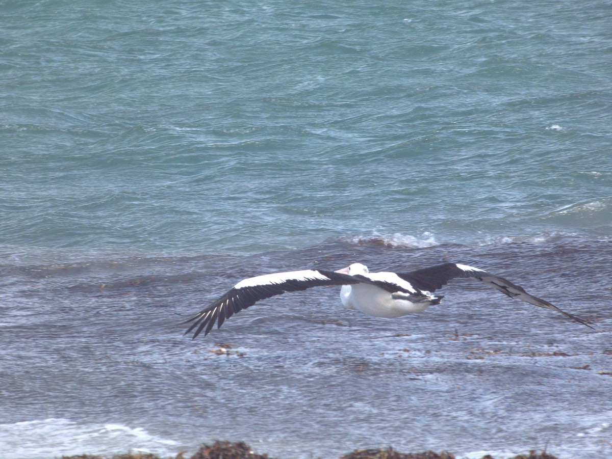 Australian Pelican - ML641423242
