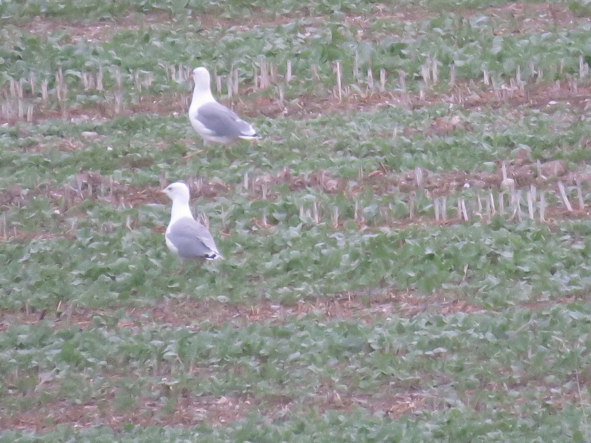 European Herring x Lesser Black-backed Gull (hybrid) - ML641423254