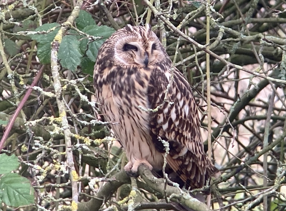 Short-eared Owl - ML641423275