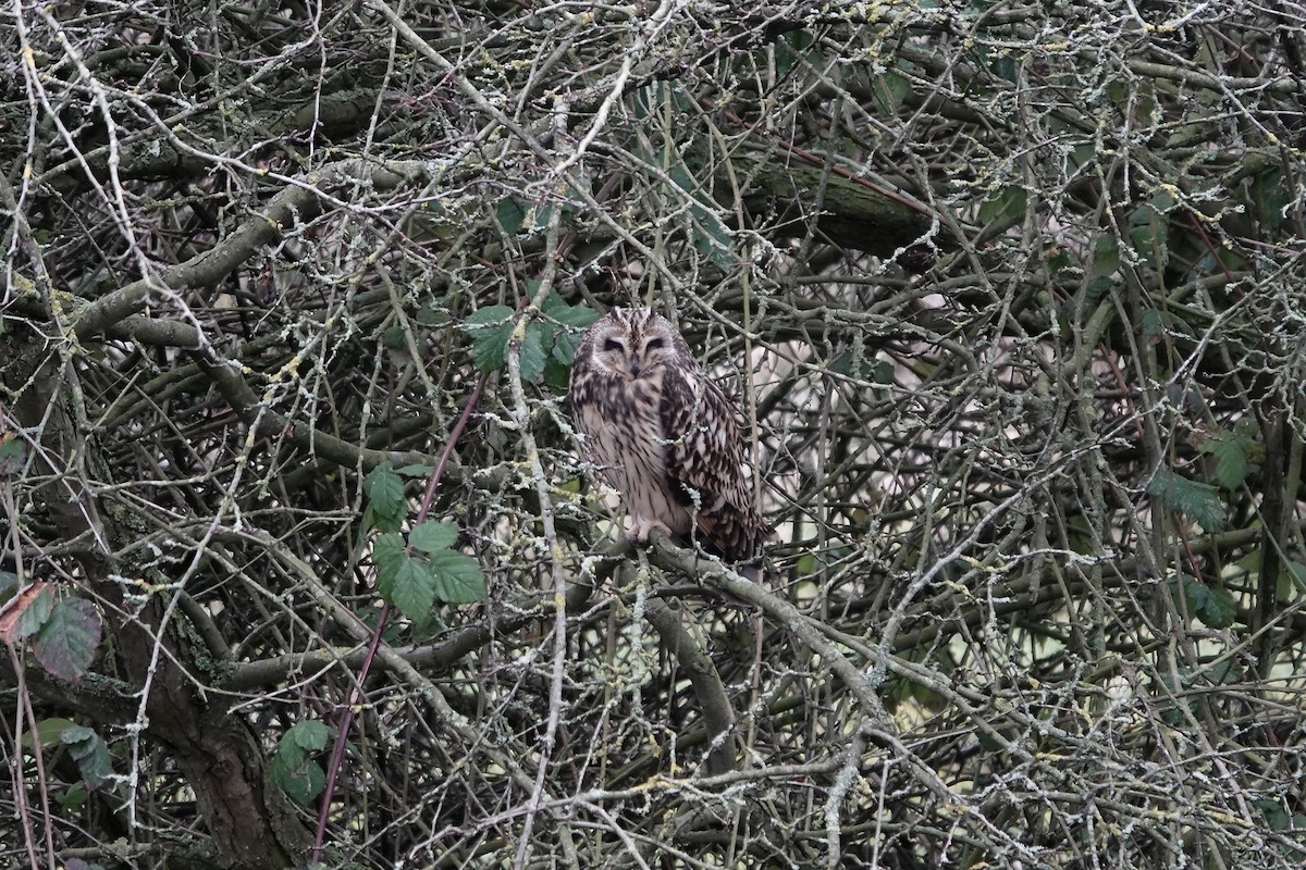 Short-eared Owl - ML641423276