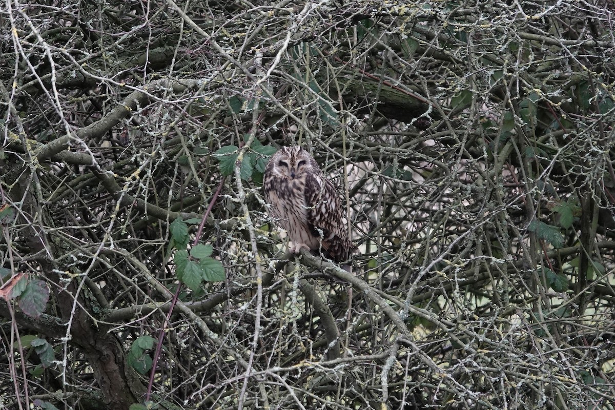 Short-eared Owl - ML641423277