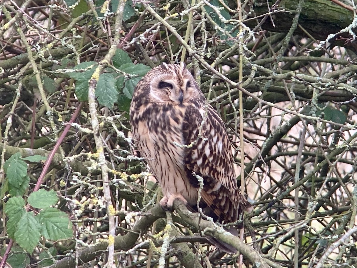 Short-eared Owl - ML641423279