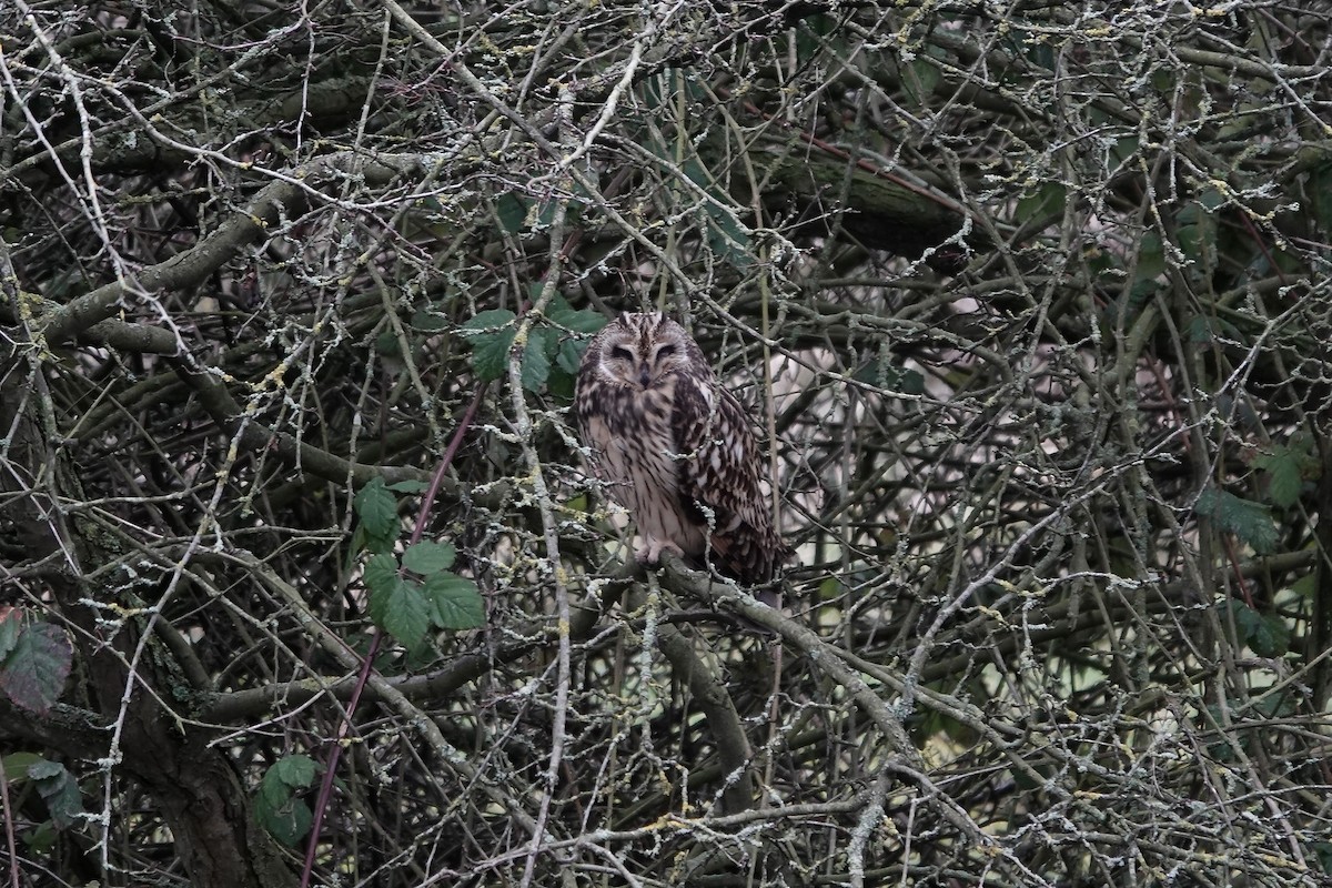 Short-eared Owl - ML641423285