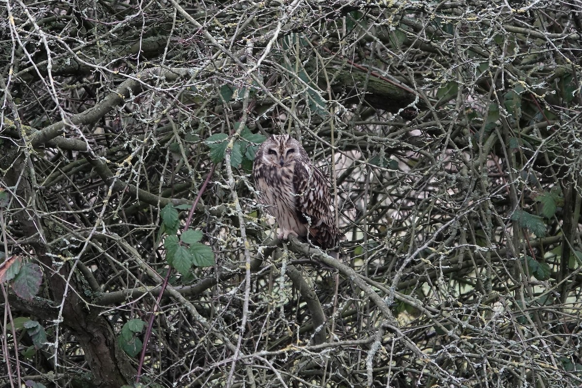 Short-eared Owl - ML641423288