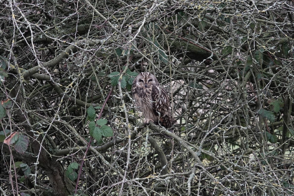 Short-eared Owl - ML641423290