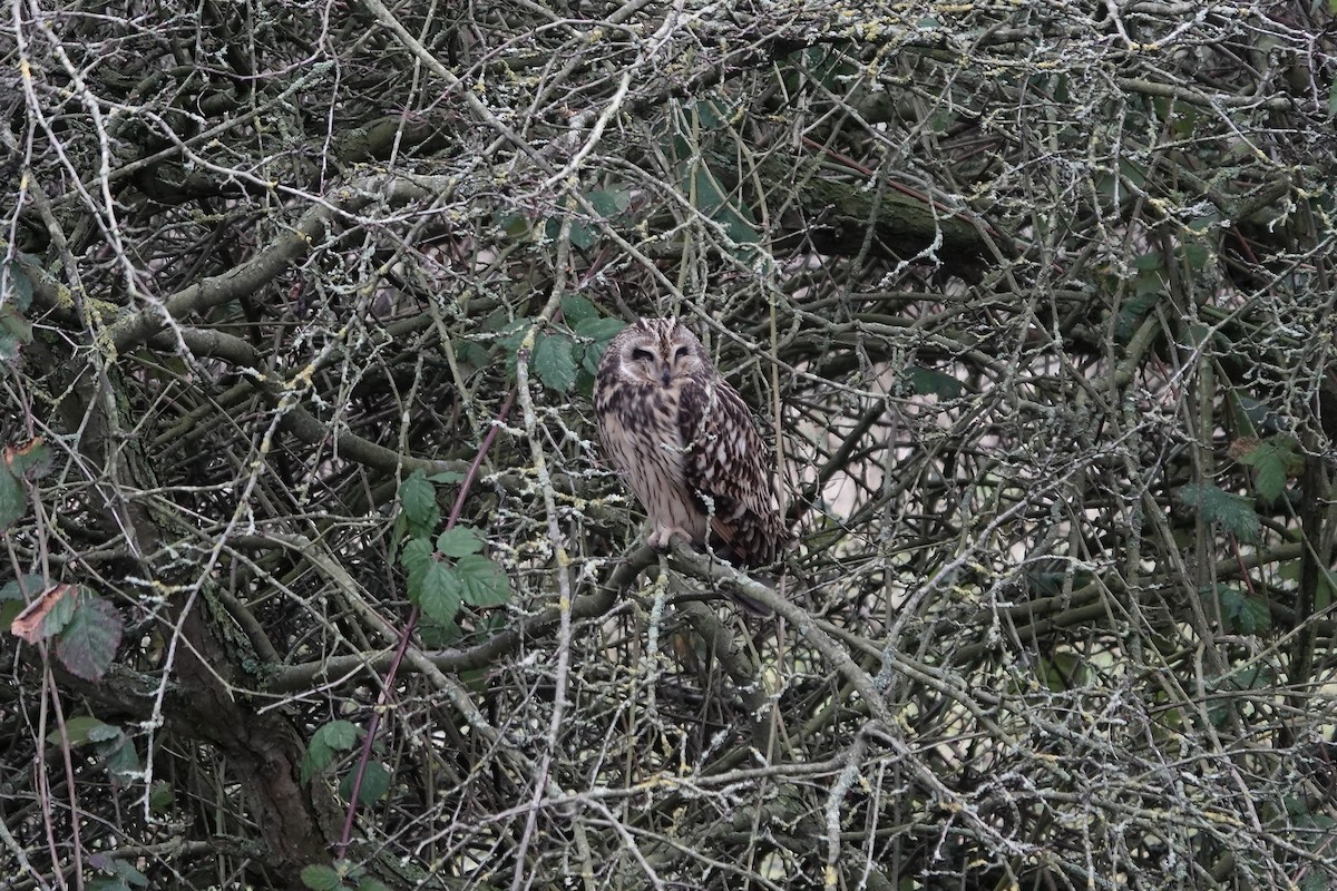 Short-eared Owl - ML641423292