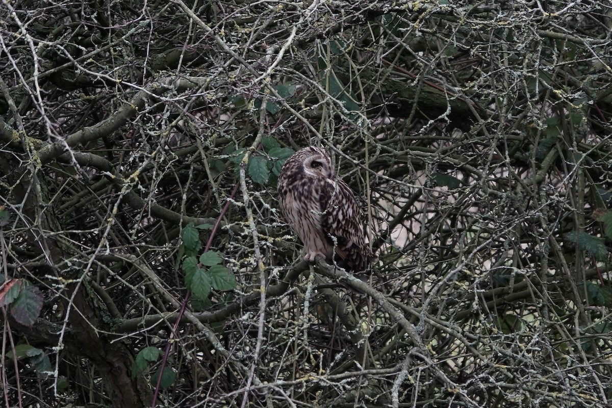 Short-eared Owl - ML641423296
