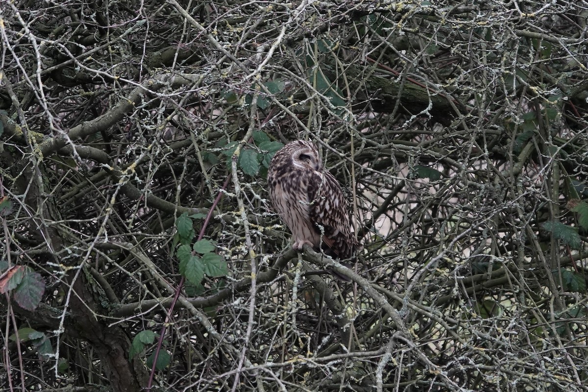 Short-eared Owl - ML641423300